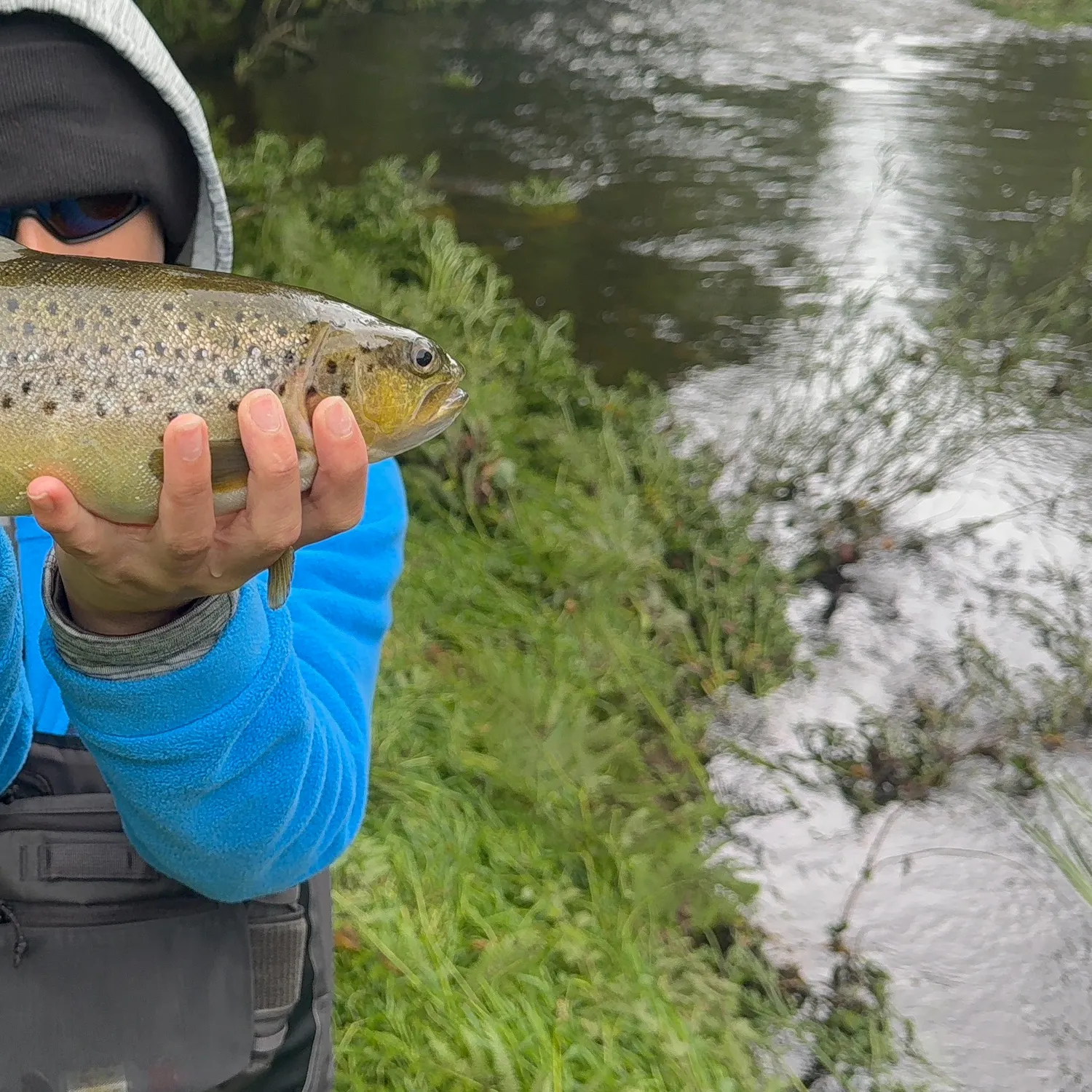 The most recent Brown trout catches on Fishbrain