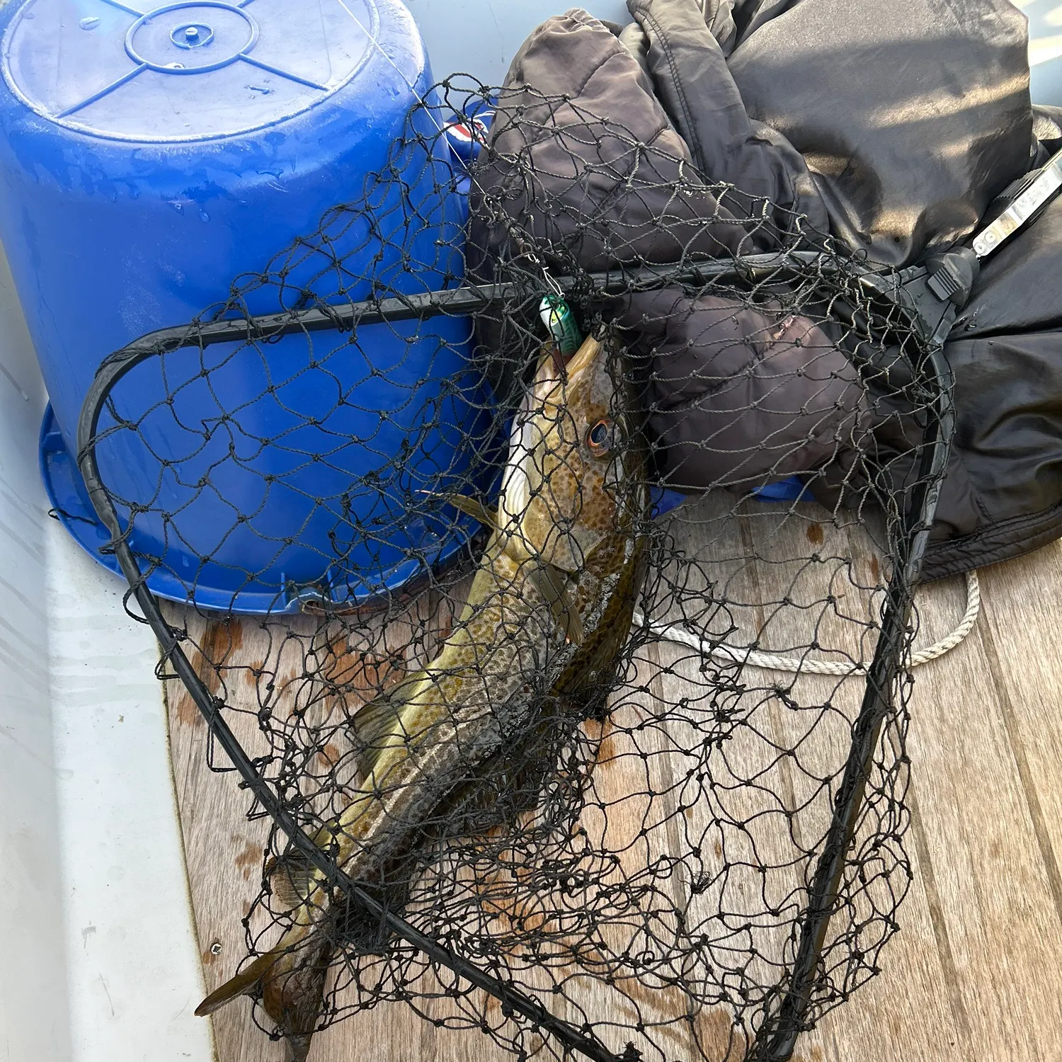 The most recent Atlantic cod catches on Fishbrain