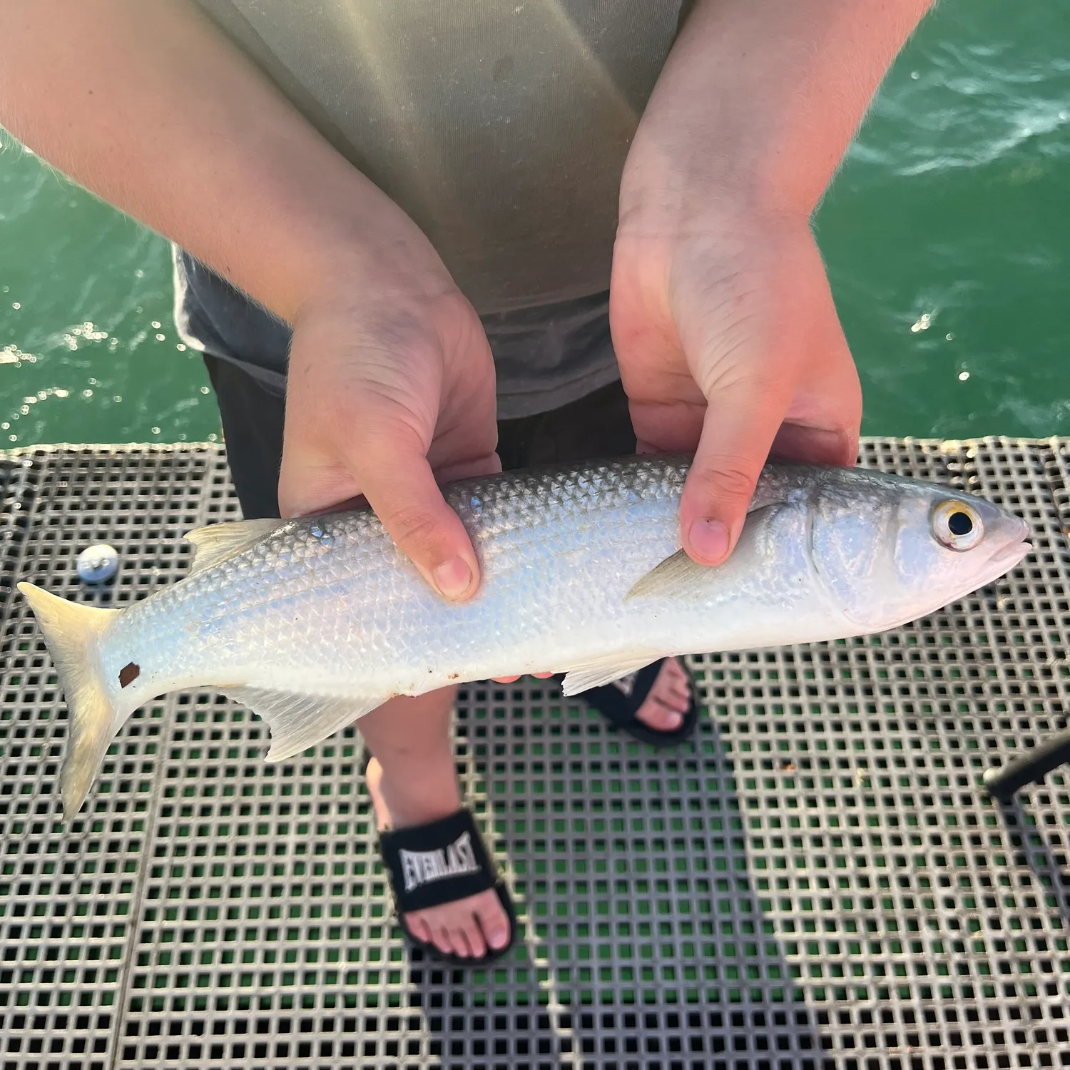 The most recent Yellow-eye mullet catches on Fishbrain