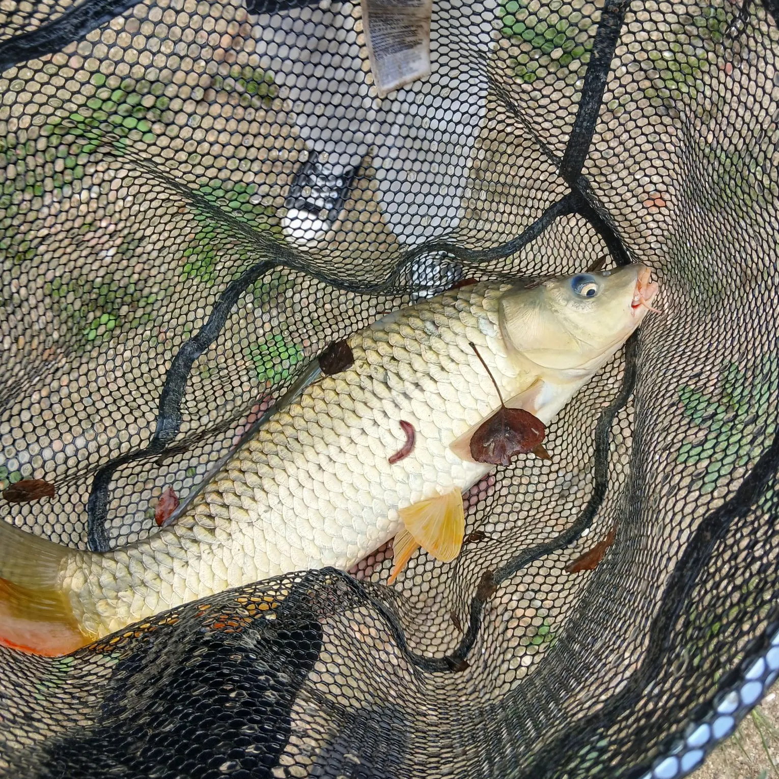 Common carp caught on Fishbrain
