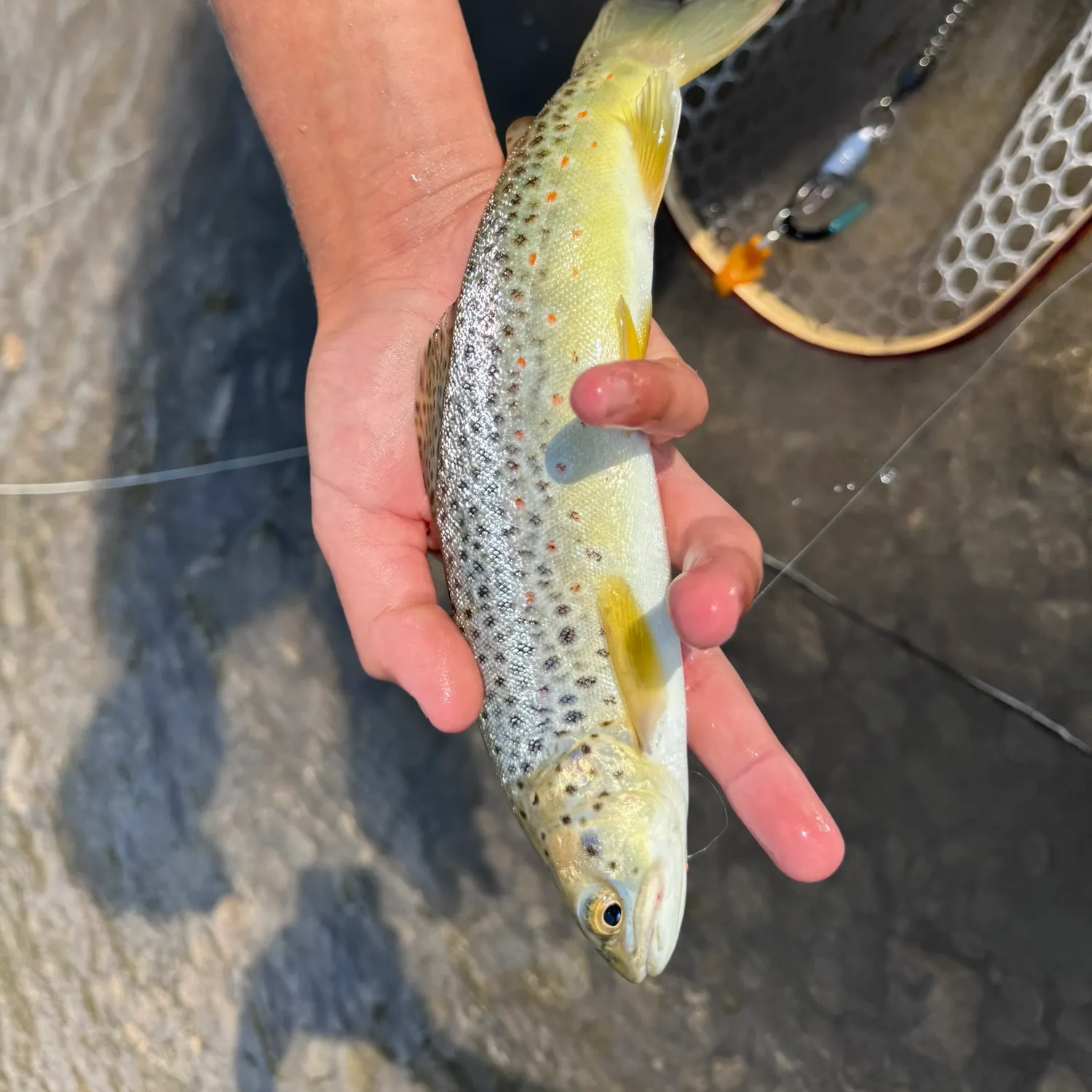 Brown trout caught on Fishbrain
