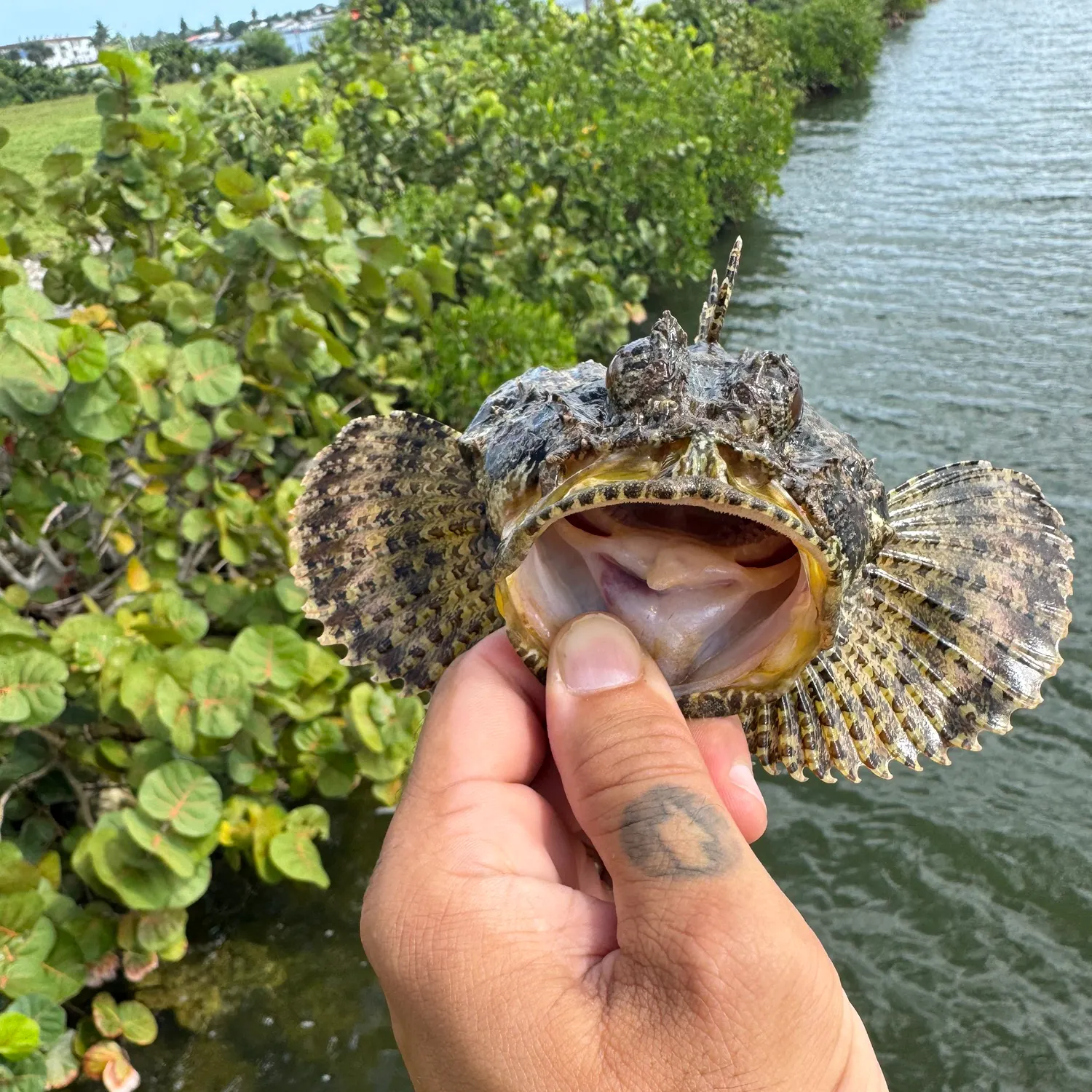 The most recent Pacific spotted scorpionfish catches on Fishbrain