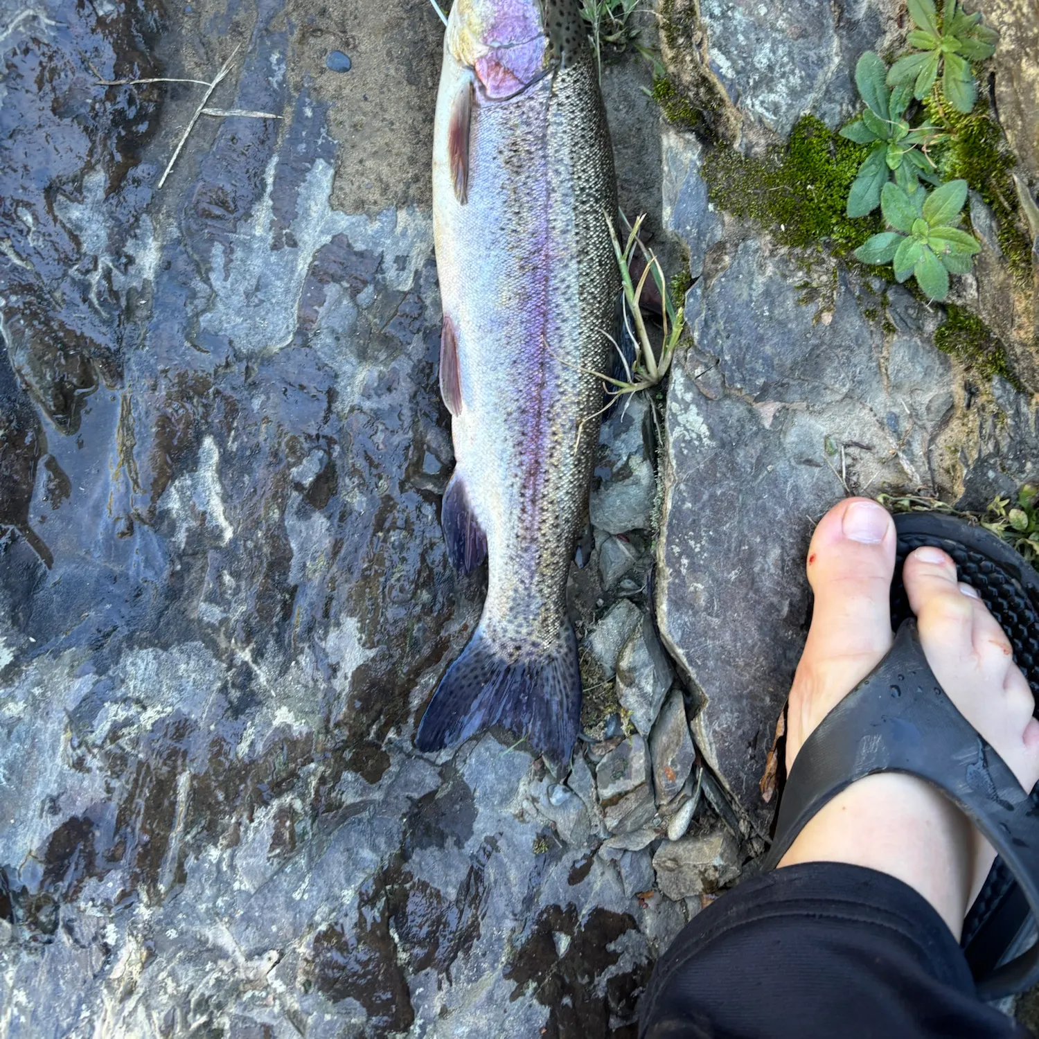 Rainbow trout caught on Fishbrain