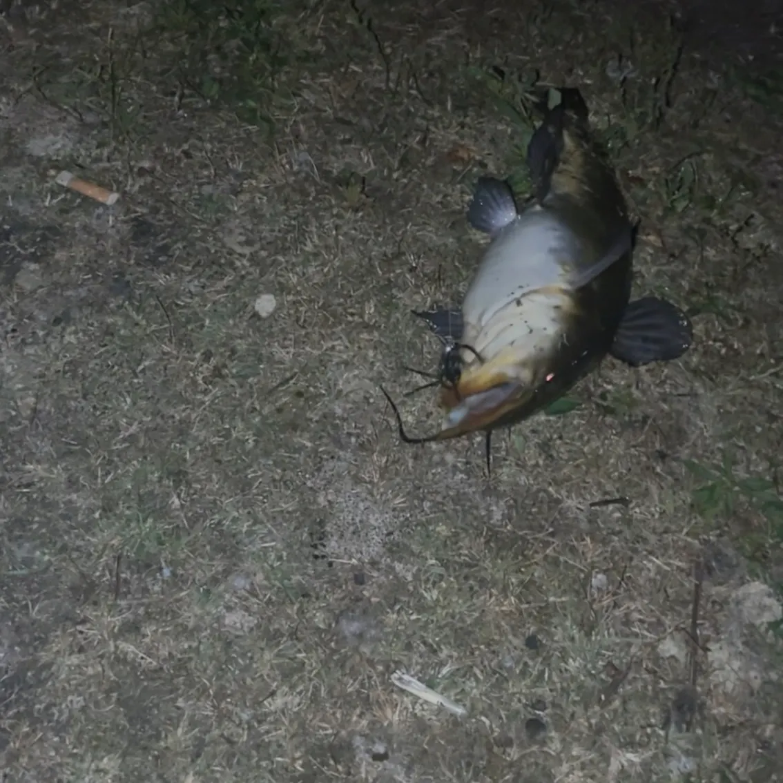 Black bullhead caught on Fishbrain