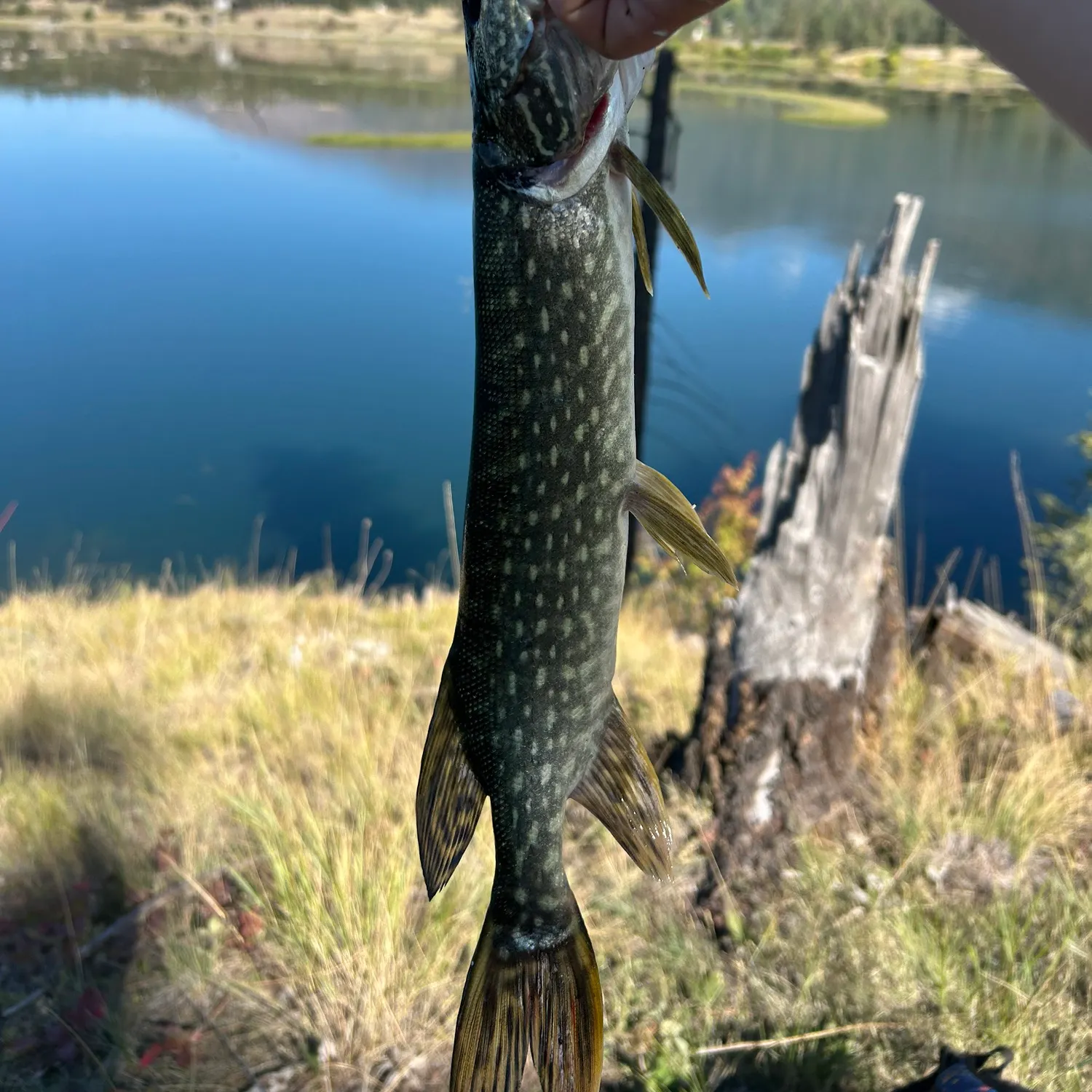 Northern pike caught on Fishbrain
