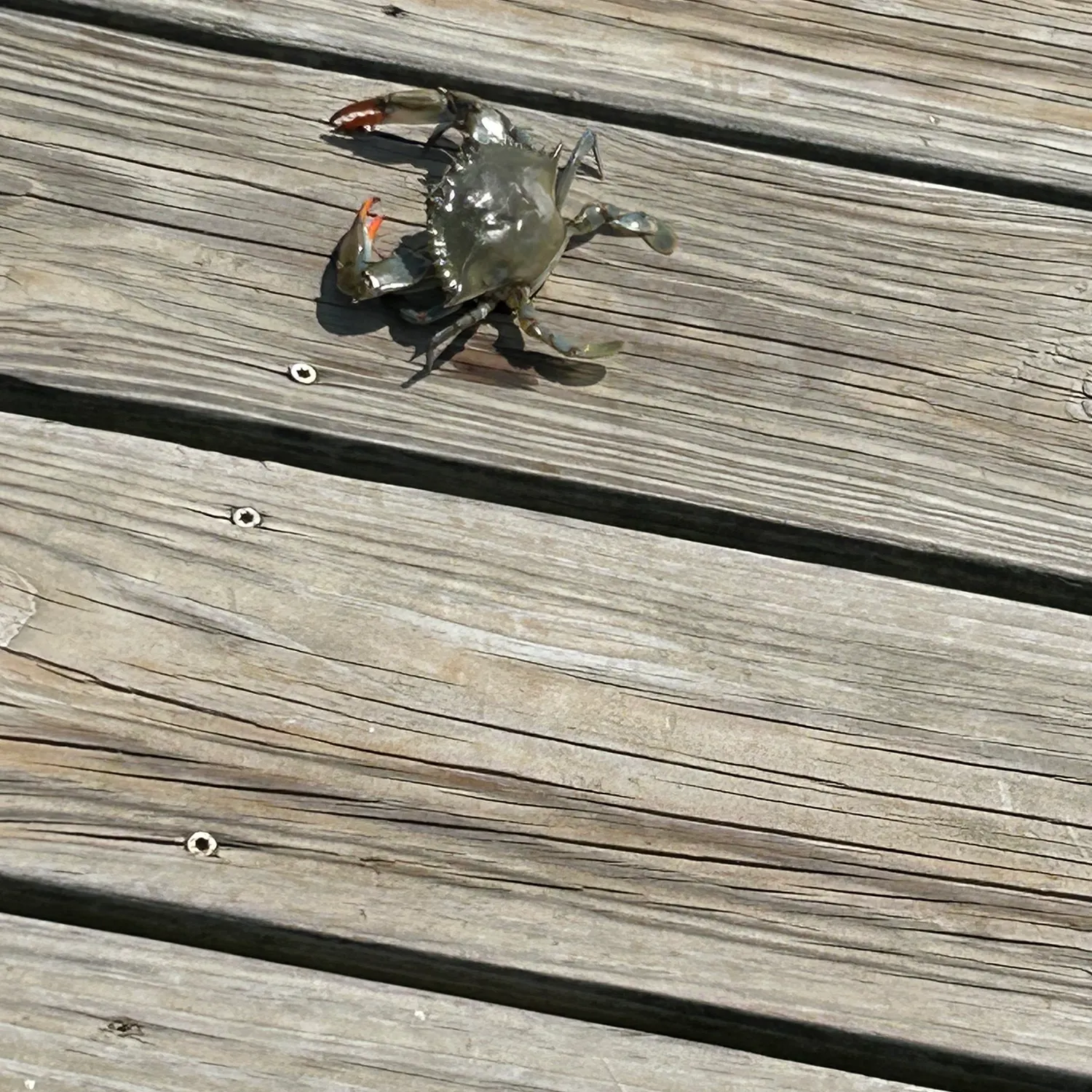 The most recent Blue crab catches on Fishbrain