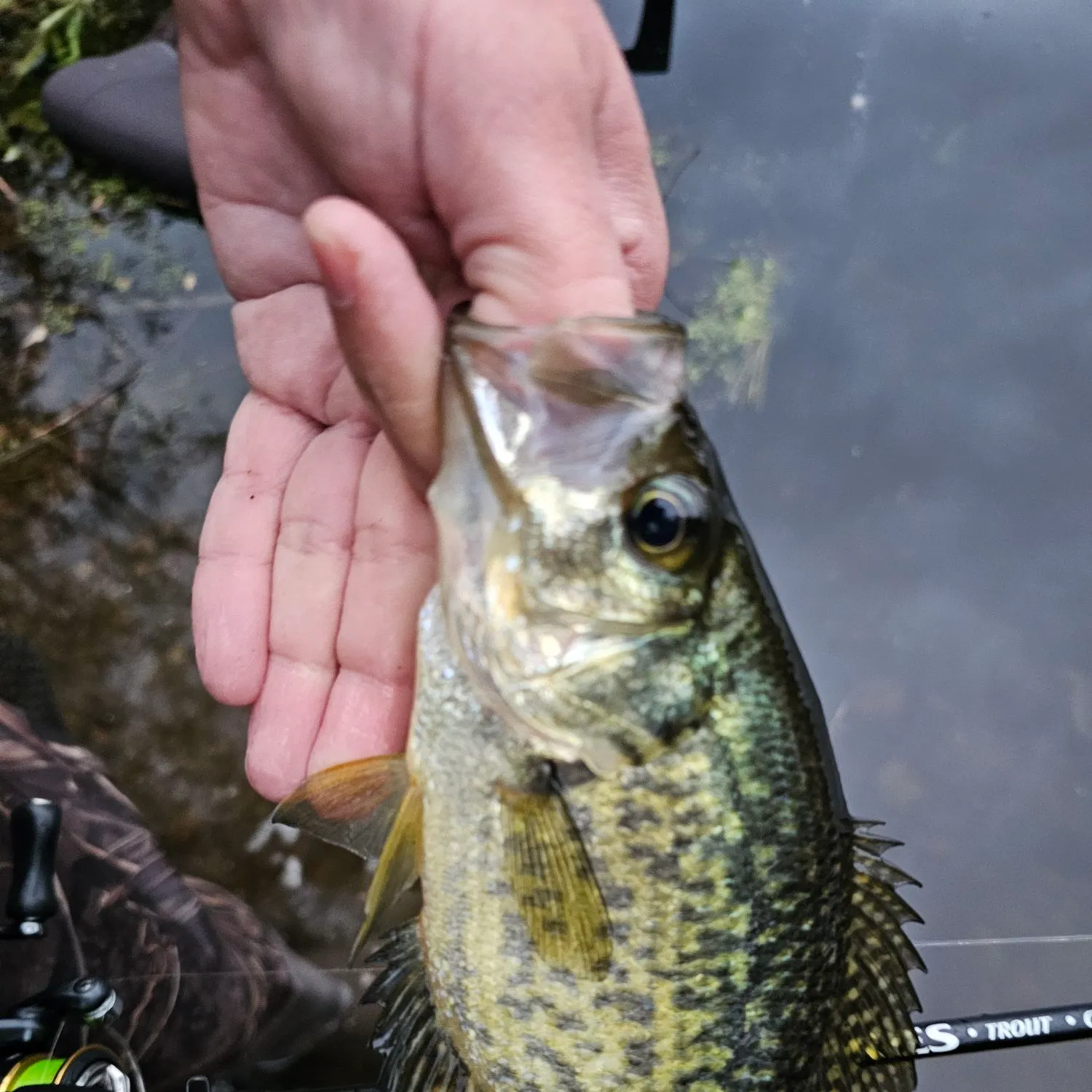 Black crappie caught on Fishbrain