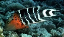 Redbreasted wrasse