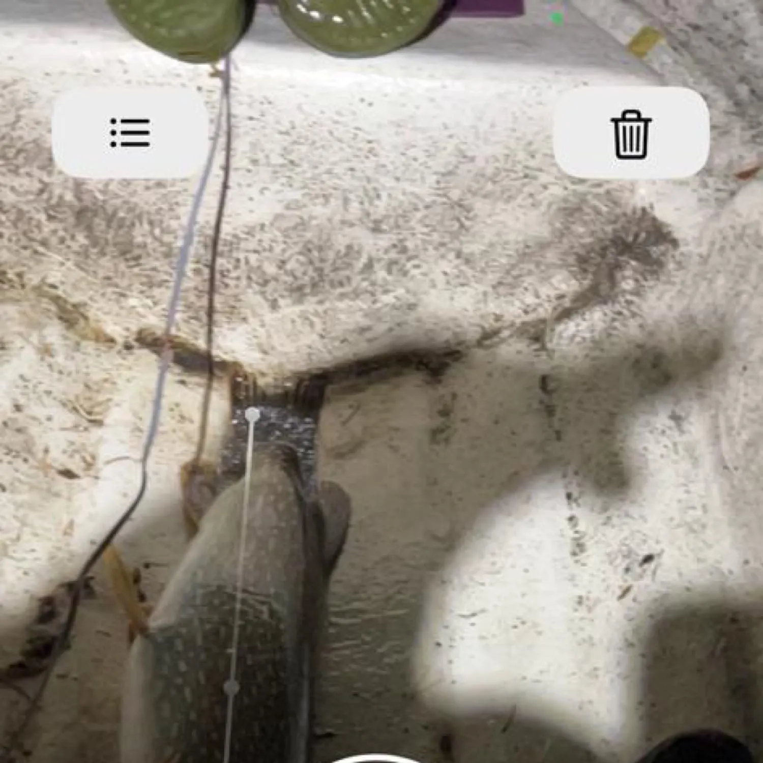 recently logged catches