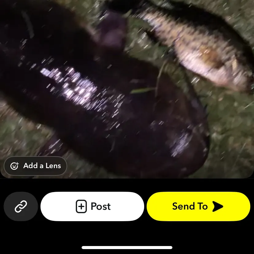 Channel catfish caught on Fishbrain