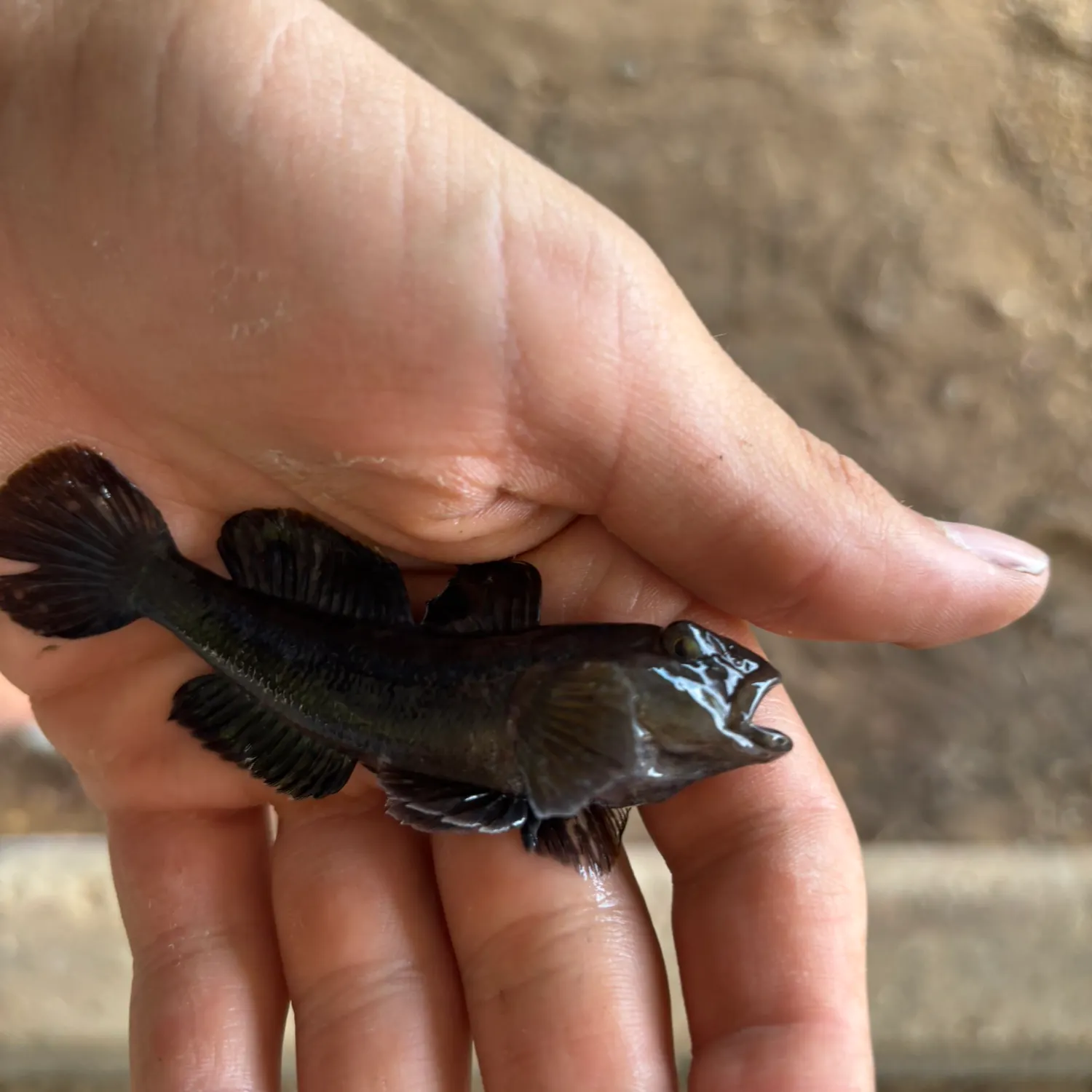 Round goby caught on Fishbrain