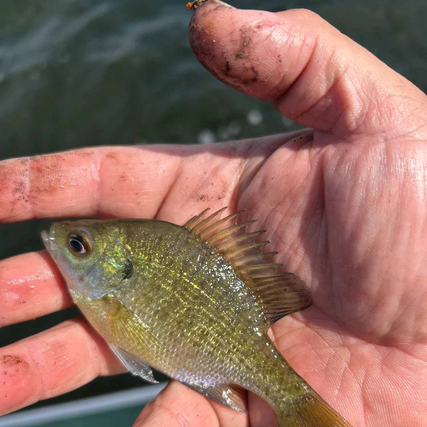 Bluegill caught on Fishbrain