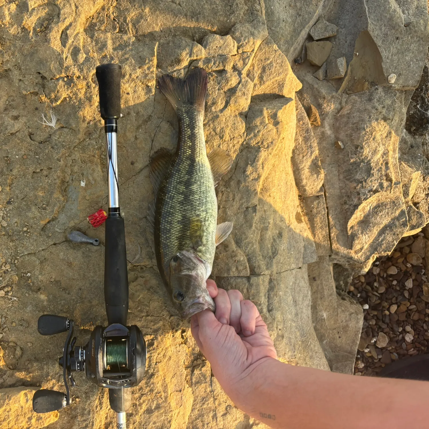 The most recent Spotted bass catches on Fishbrain