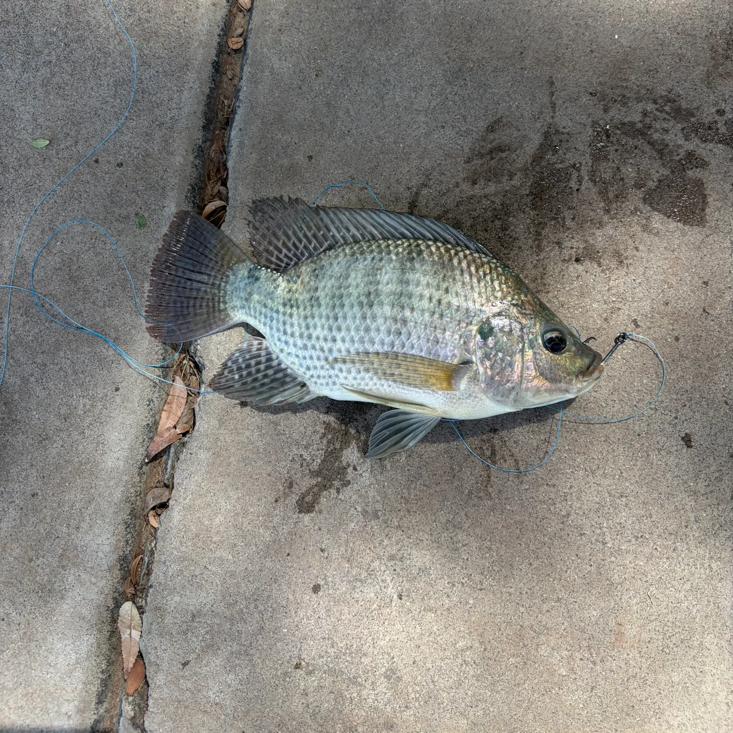 Nile tilapia caught on Fishbrain