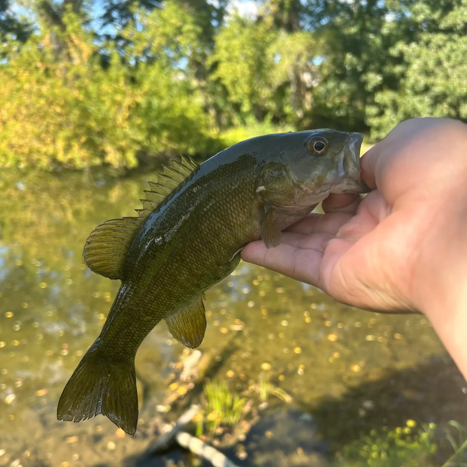 Fishing in Rochester, NY (United States) ️️️️ Find Spots, Species & Tips