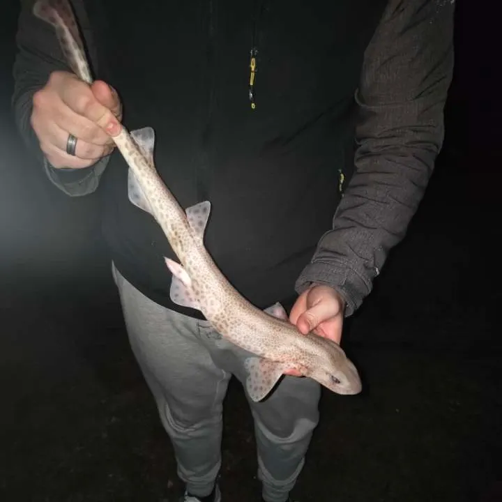 The most recent Lesser spotted dogfish catches on Fishbrain