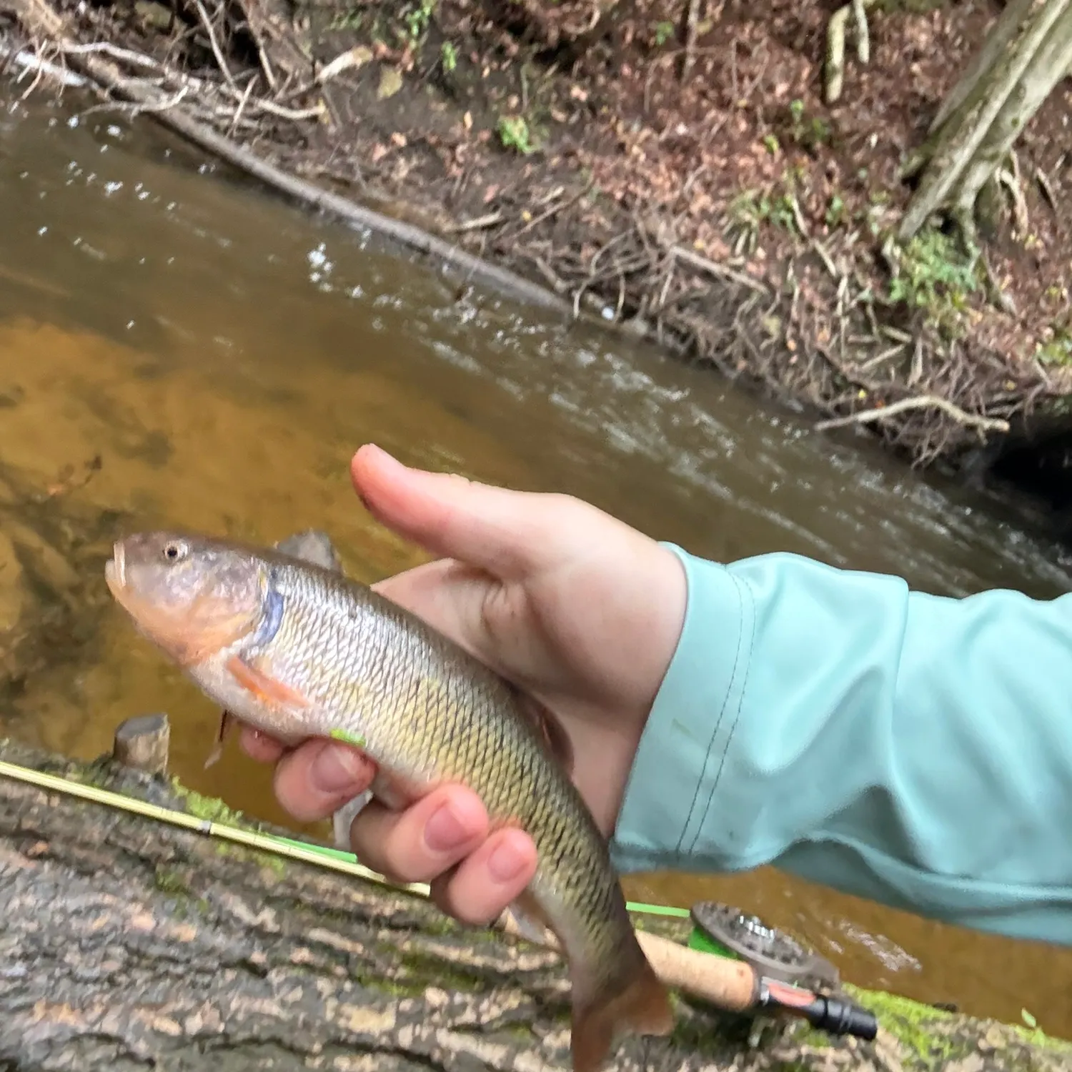 Creek chub caught on Fishbrain