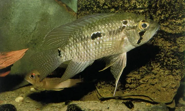 Bigeye cichlid