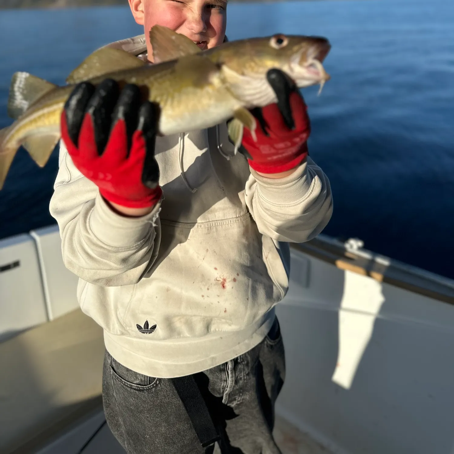 Atlantic cod caught on Fishbrain