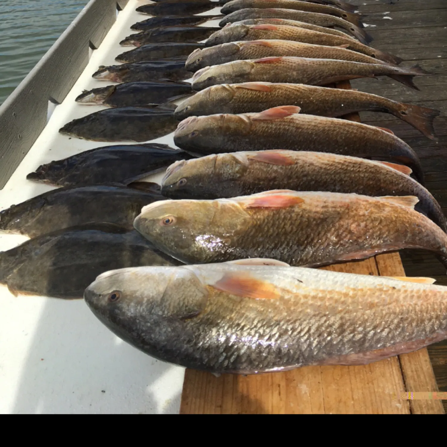 recently logged catches