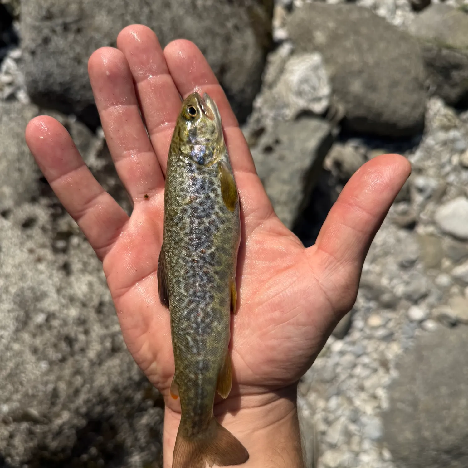 The most recent Marble trout catches on Fishbrain