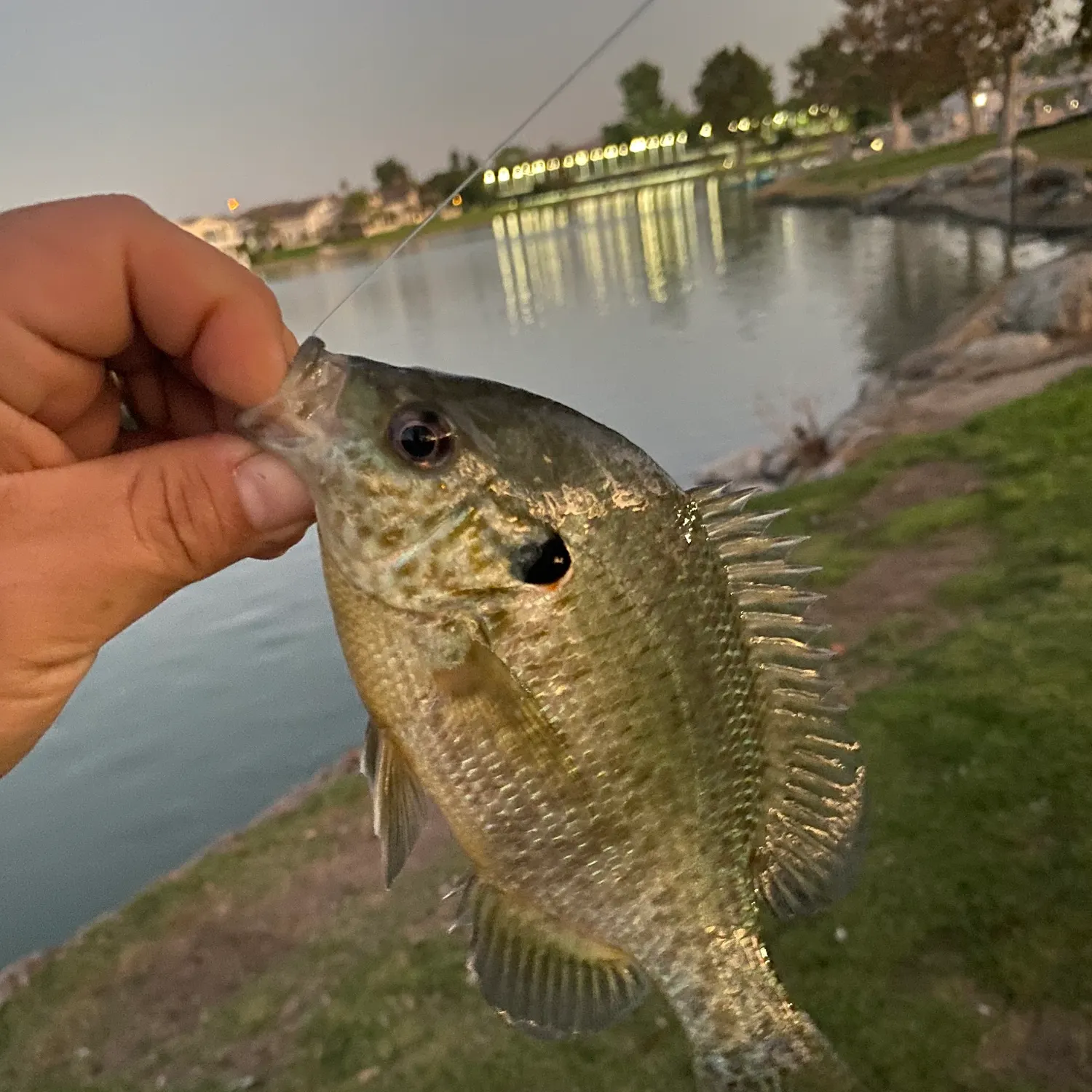 Bluegill caught on Fishbrain