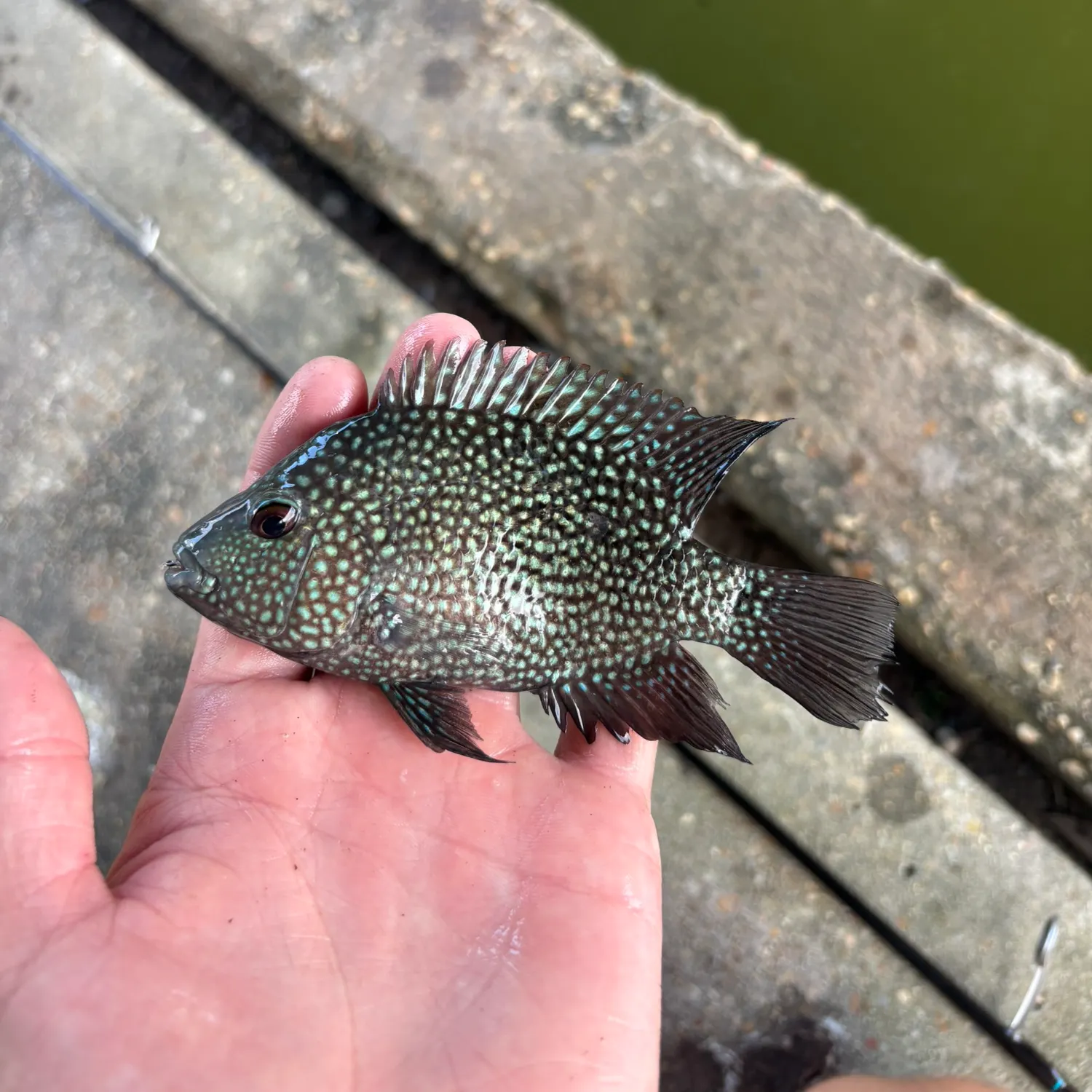 The most recent Lowland cichlid catches on Fishbrain