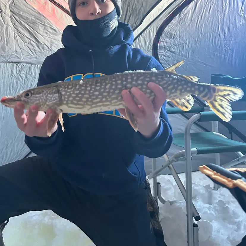The most recent Northern pike catches on Fishbrain