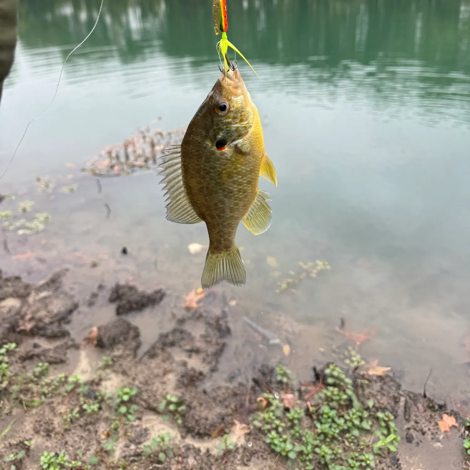 Bluegill caught on Fishbrain