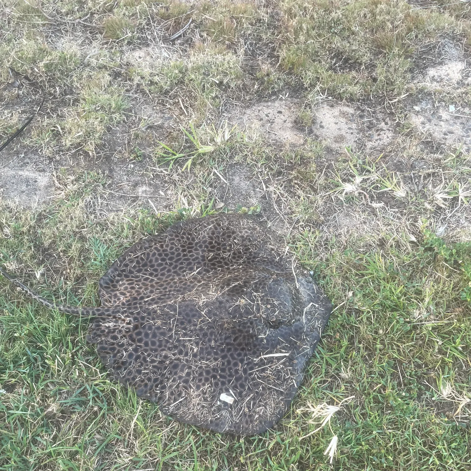 The most recent Honeycomb stingray catches on Fishbrain