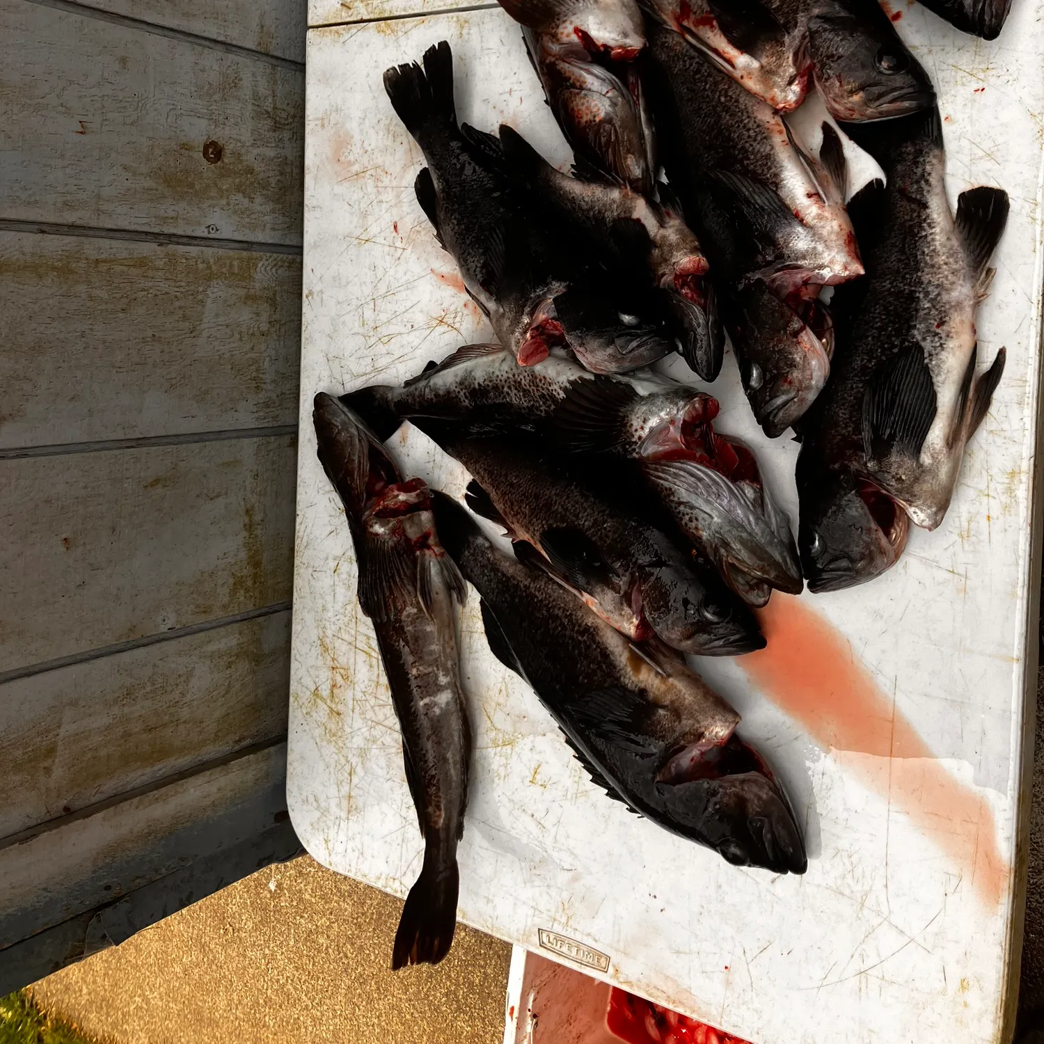 recently logged catches