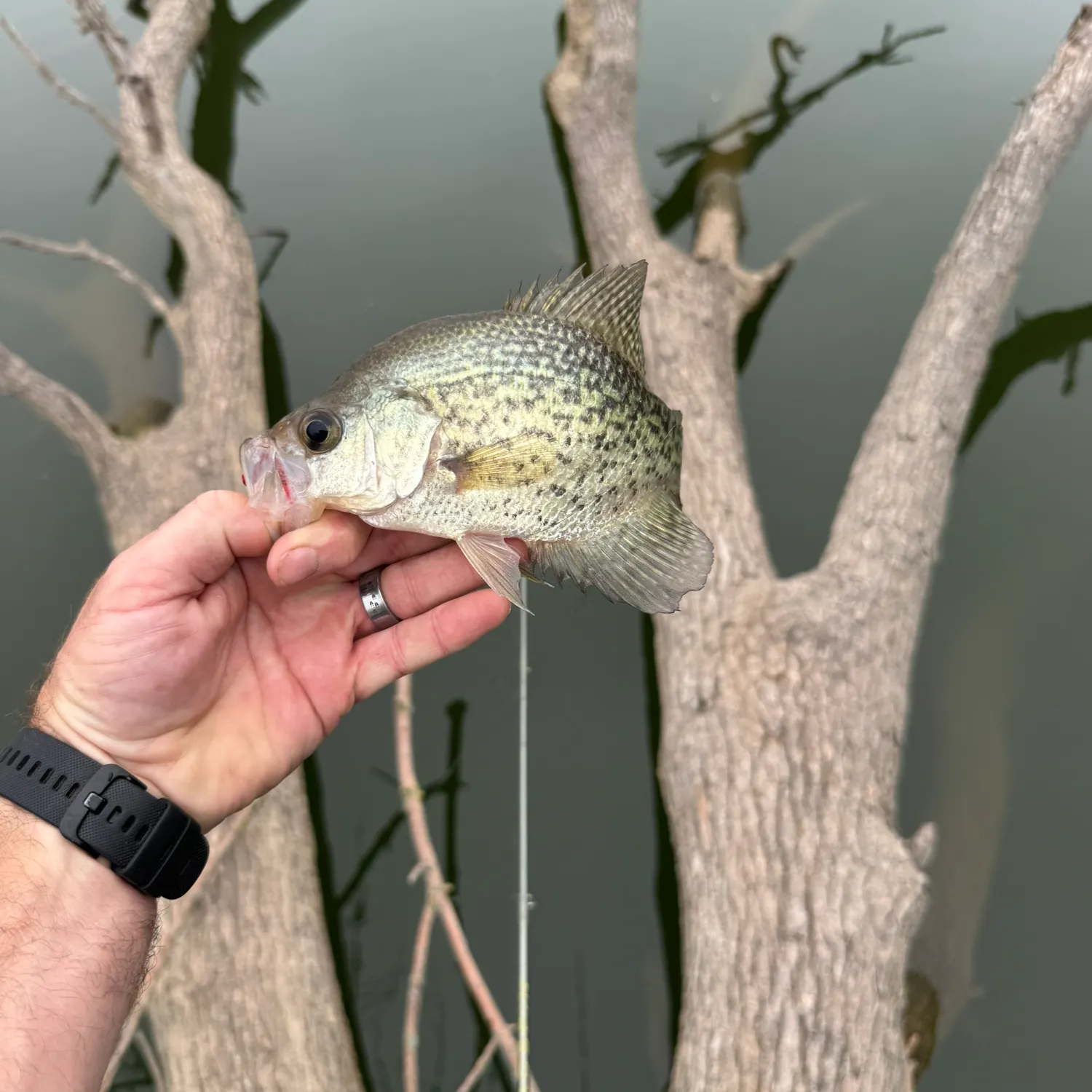 Black crappie caught on Fishbrain
