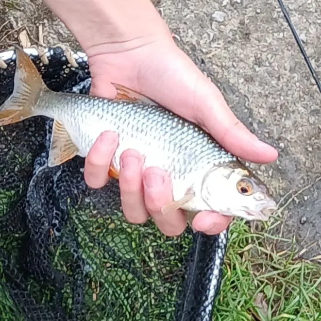 Common roach caught on Fishbrain