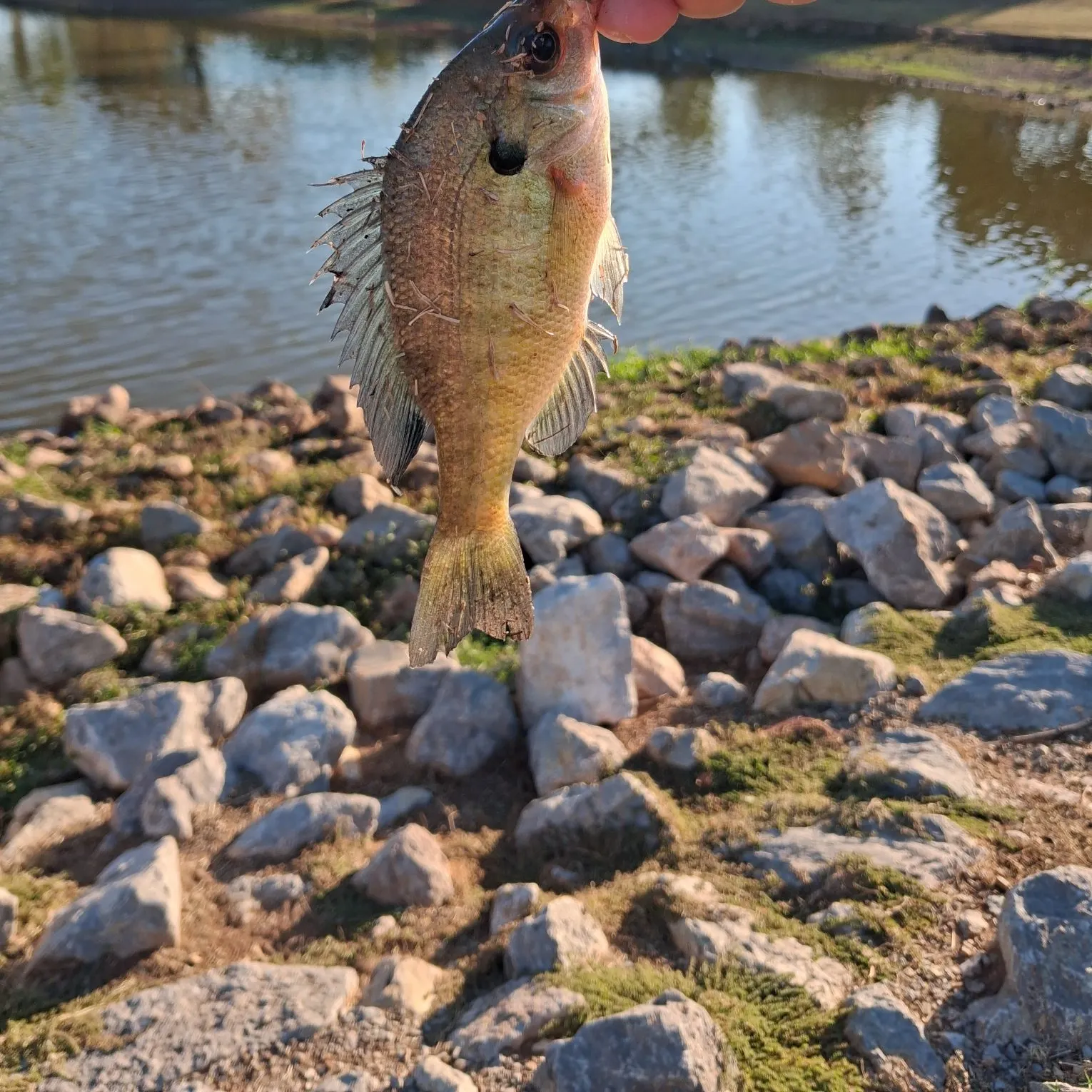 Bluegill caught on Fishbrain