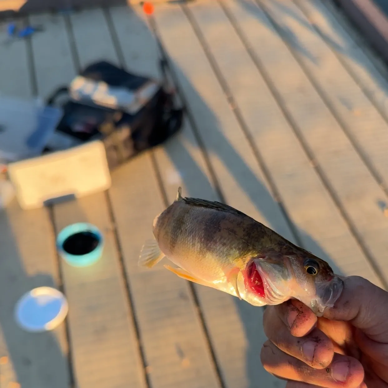 Yellow perch caught on Fishbrain