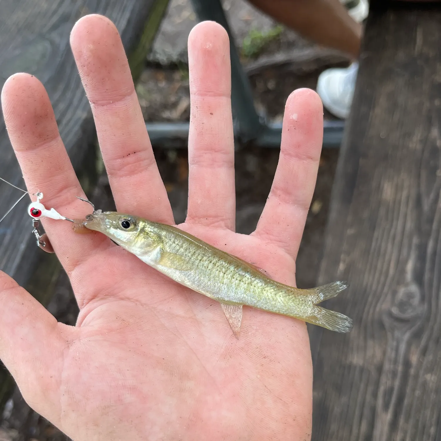 Seminole killifish caught on Fishbrain