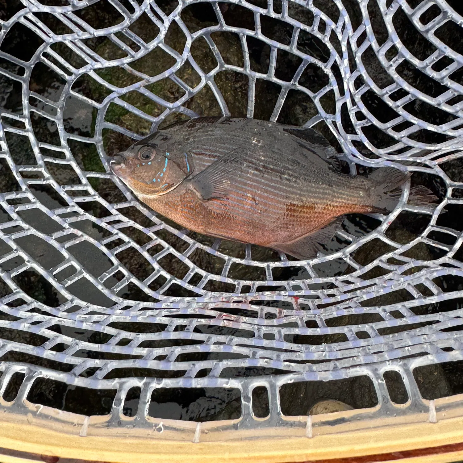 The most recent Black perch catches on Fishbrain