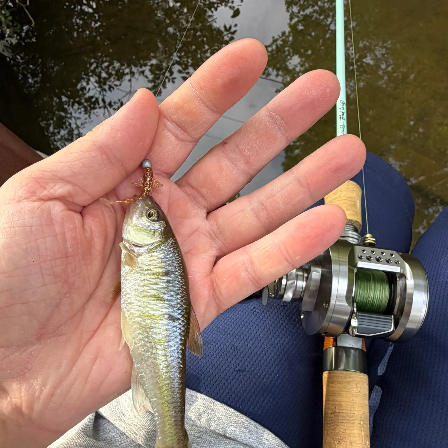 Common shiner caught on Fishbrain