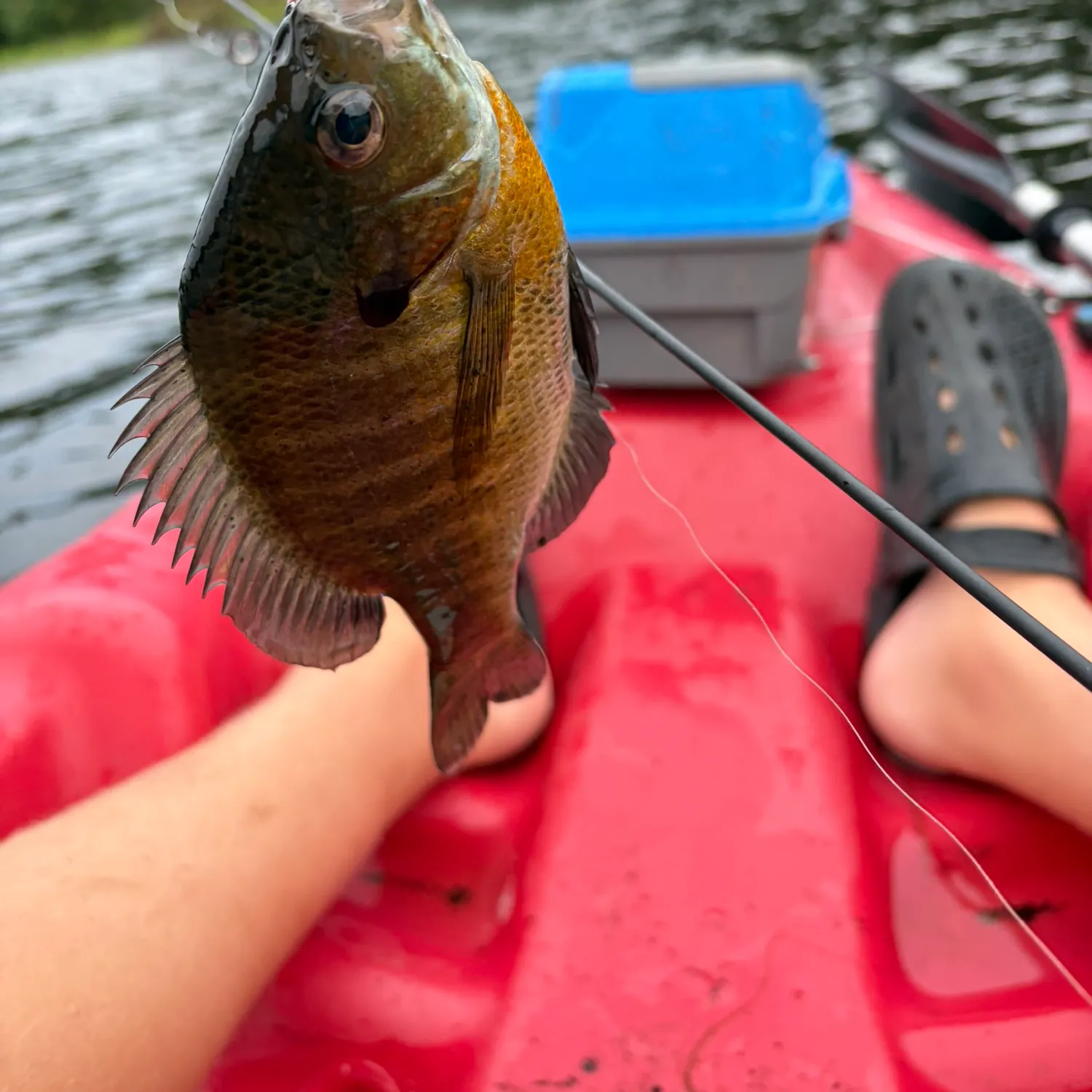 Bluegill caught on Fishbrain