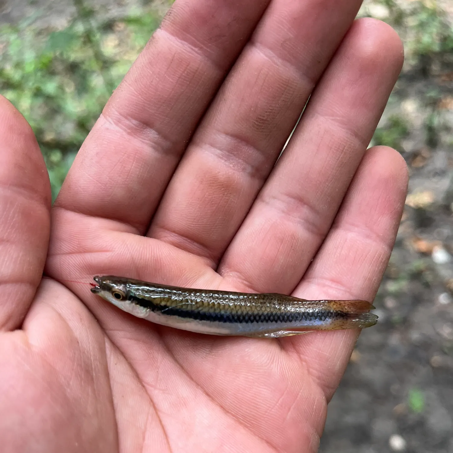 The most recent Blackstripe topminnow catches on Fishbrain