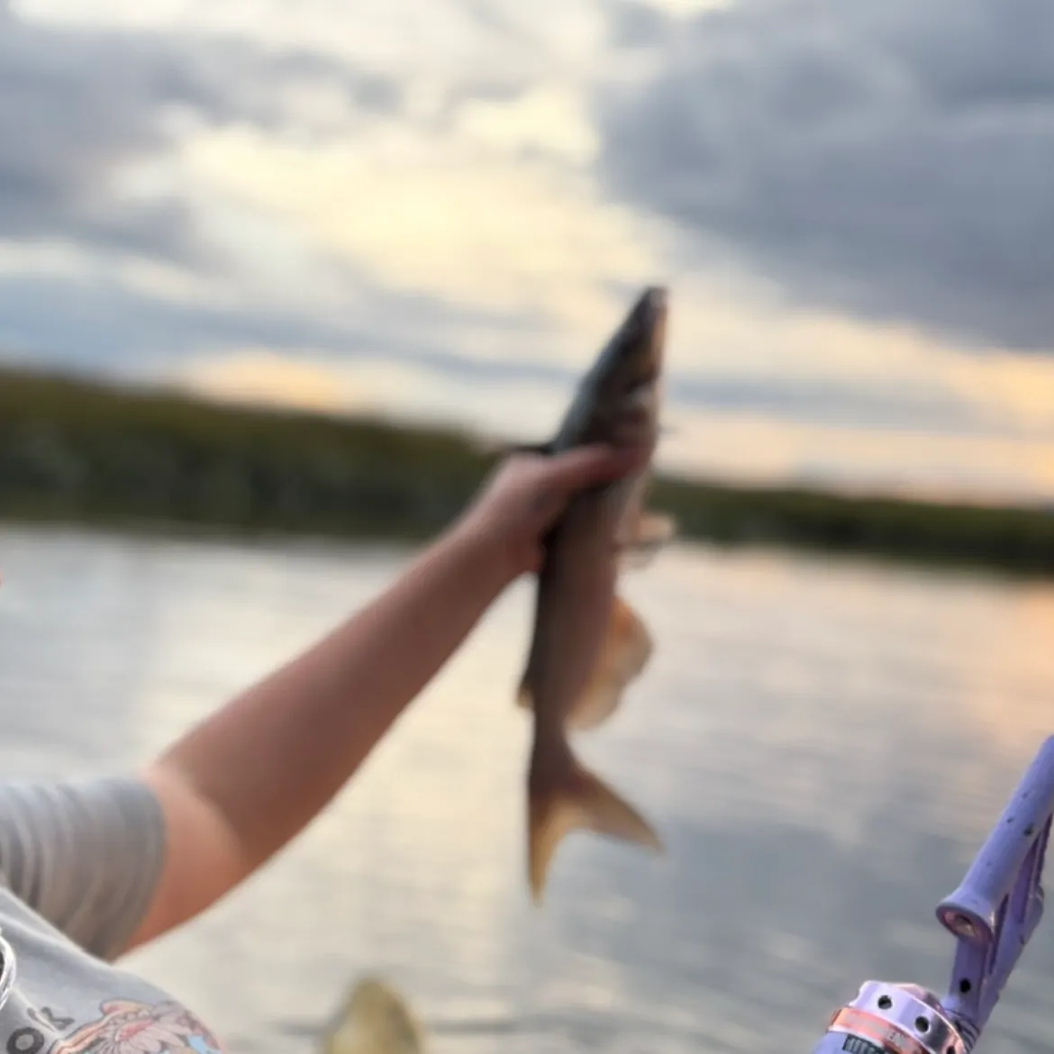 Channel catfish caught on Fishbrain