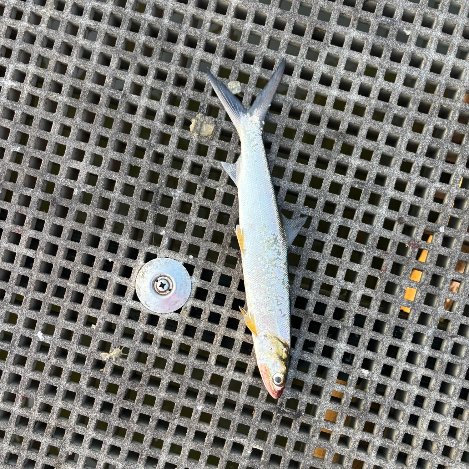 Ladyfish caught on Fishbrain