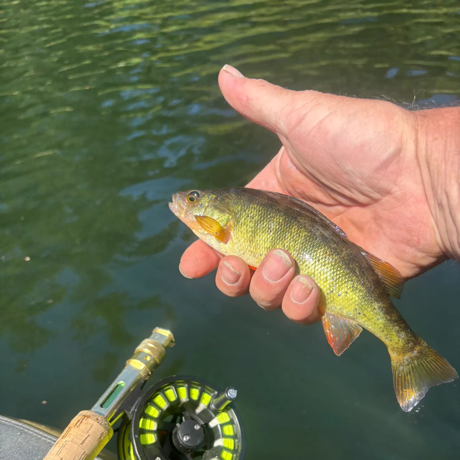 Yellow perch caught on Fishbrain