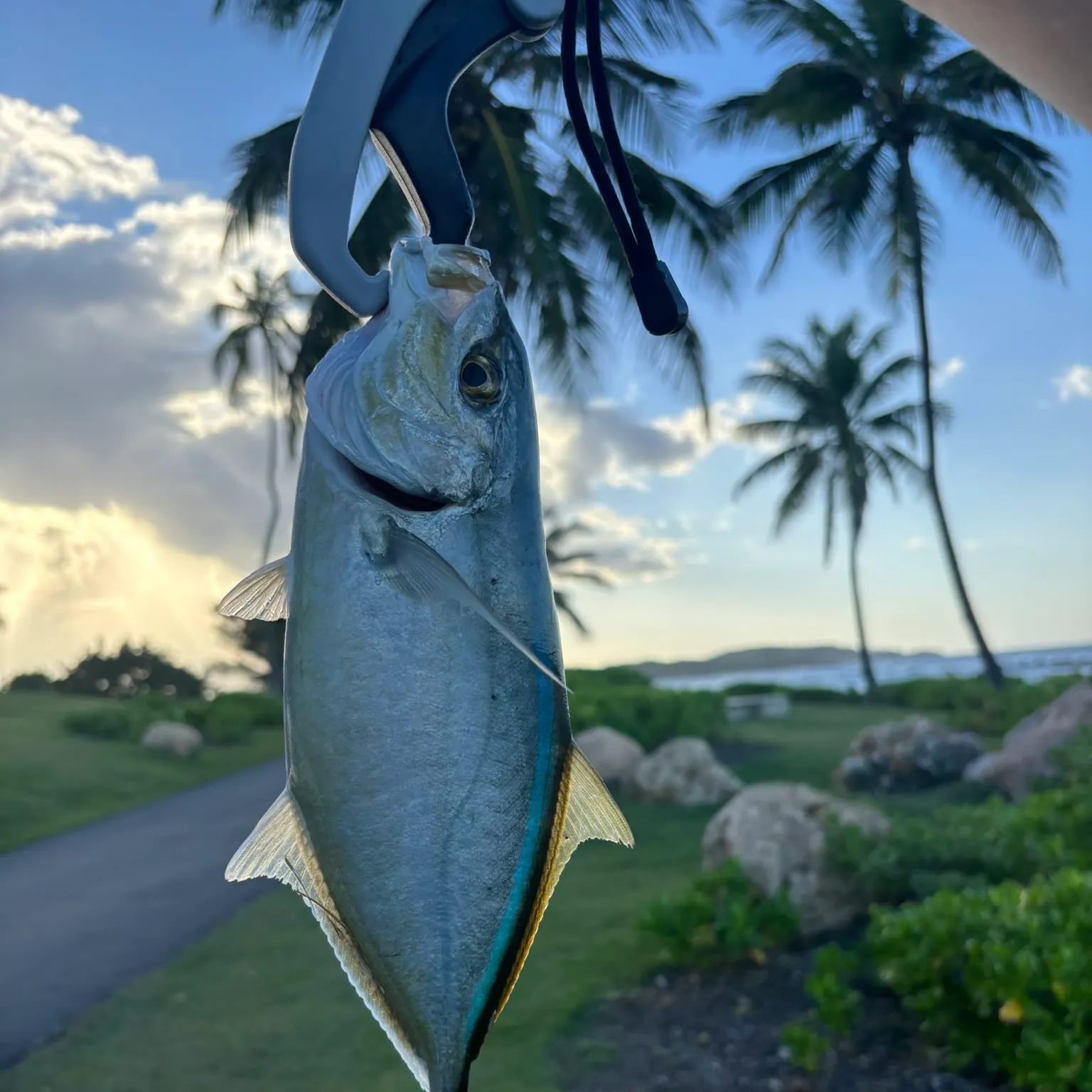 The most recent Bar jack catches on Fishbrain