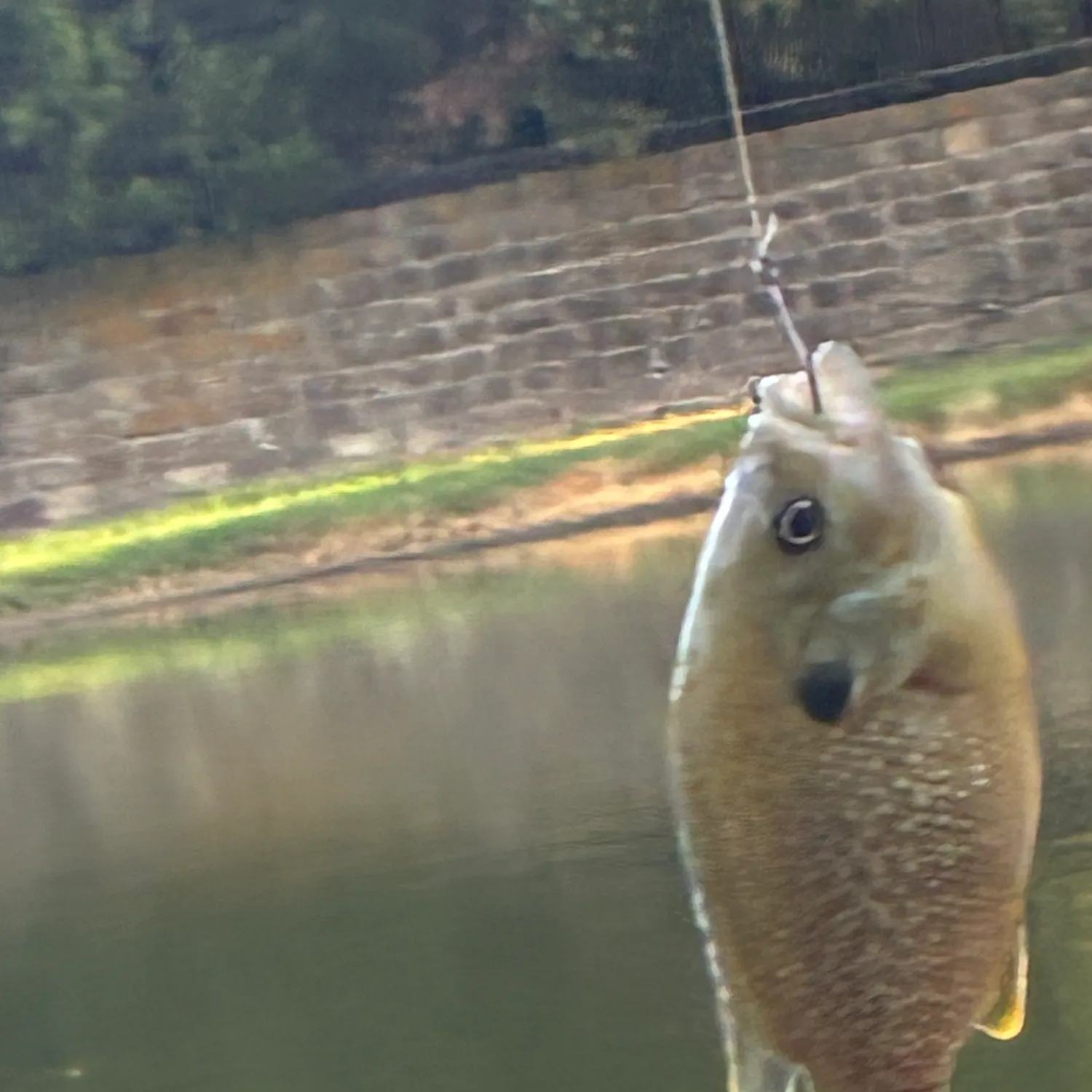 Greengill hybrid caught on Fishbrain