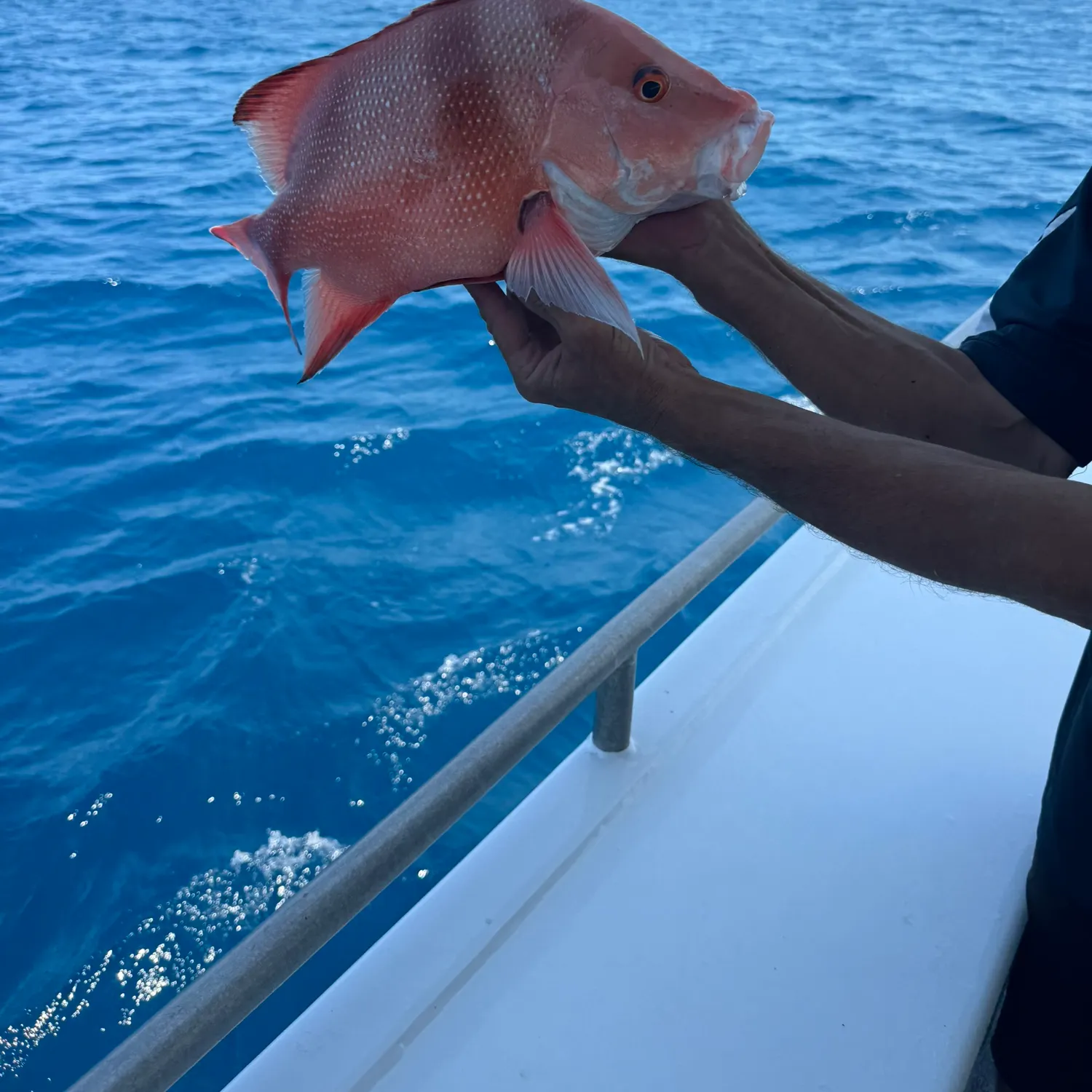 The most recent Emperor red snapper catches on Fishbrain