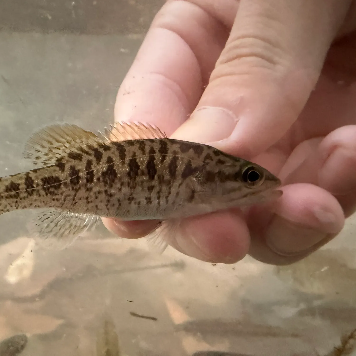 The most recent Cahaba bass catches on Fishbrain