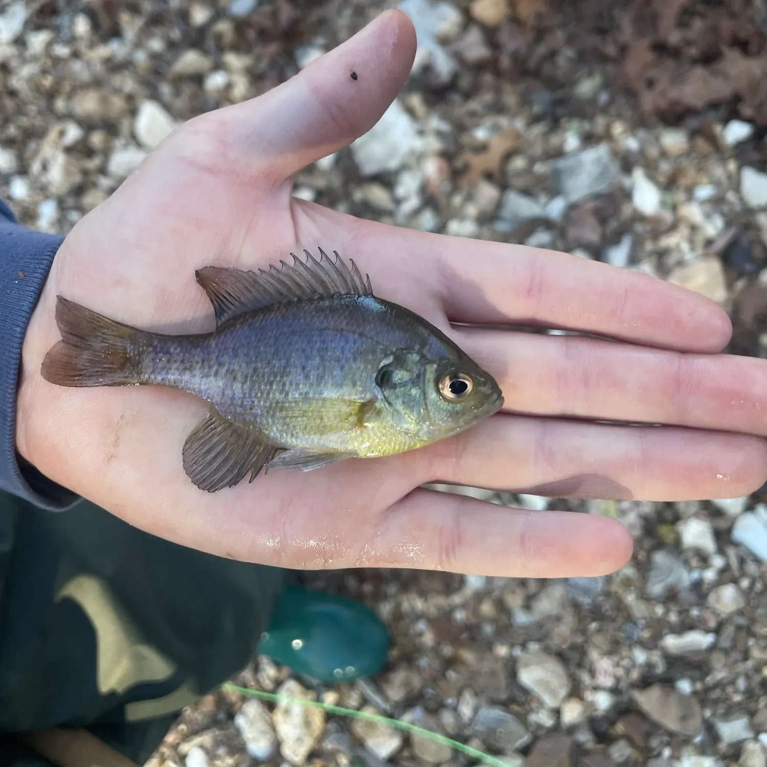 Bluegill caught on Fishbrain