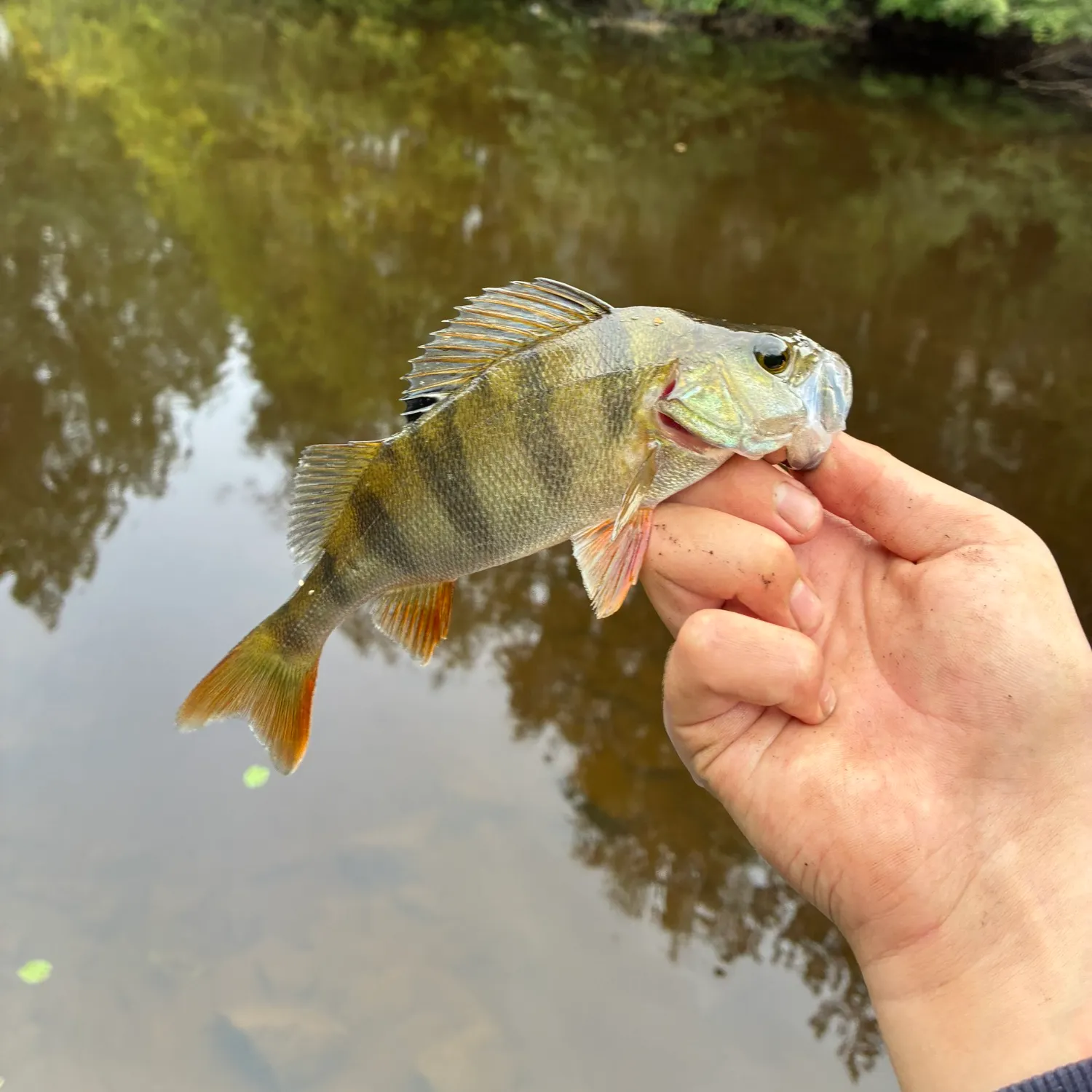 European perch caught on Fishbrain