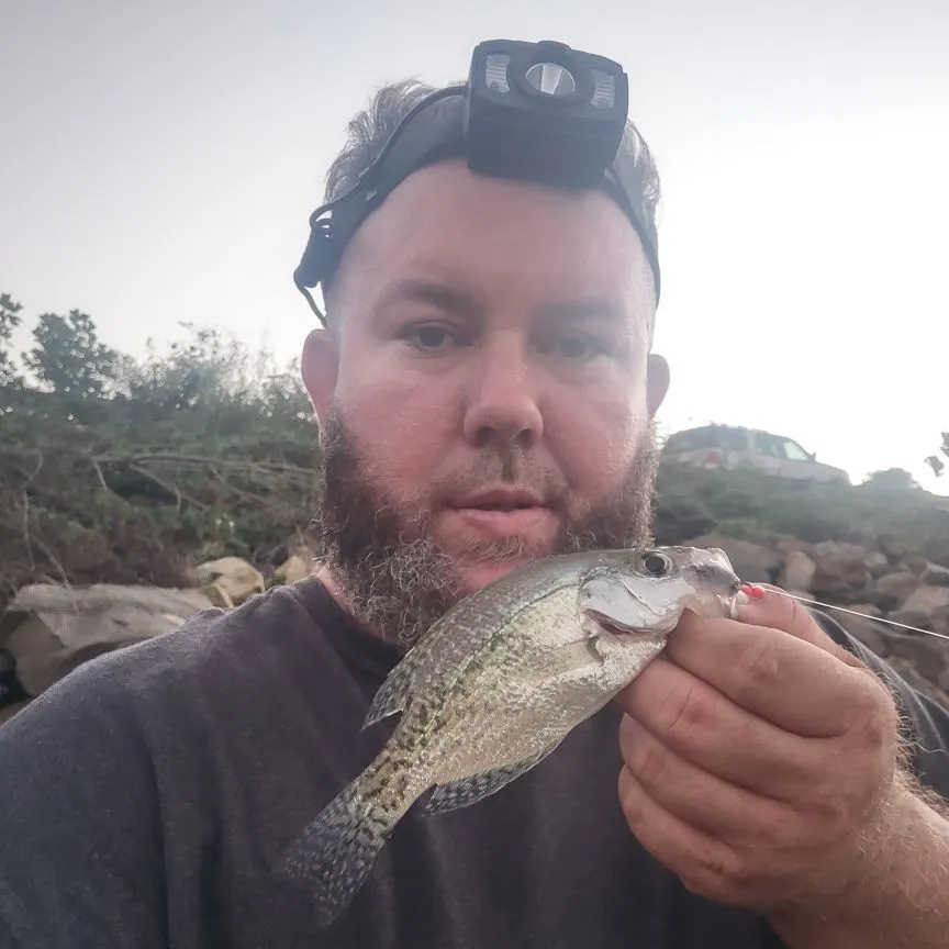 Black crappie caught on Fishbrain
